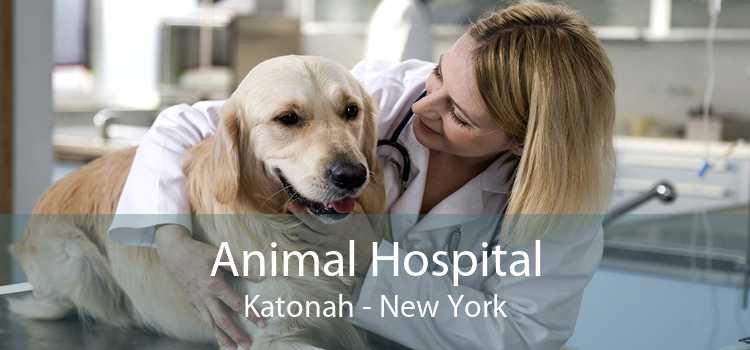 Animal Hospital Katonah - New York