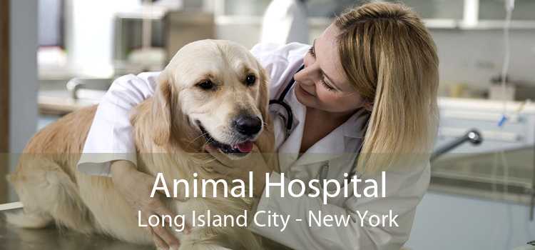 Animal Hospital Long Island City - New York