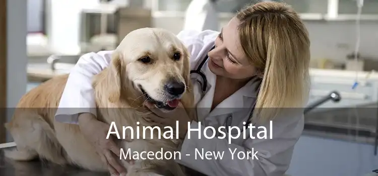 Animal Hospital Macedon - New York
