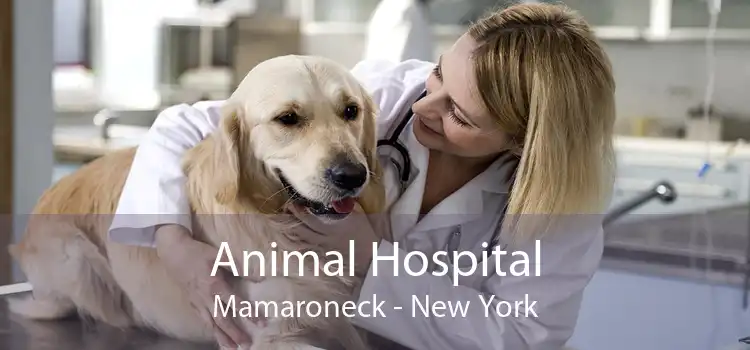 Animal Hospital Mamaroneck - New York