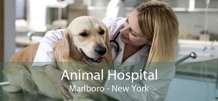 Animal Hospital Marlboro - New York