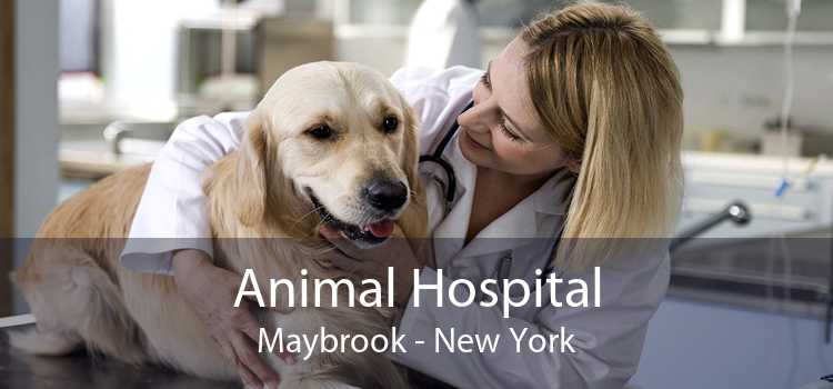 Animal Hospital Maybrook - New York