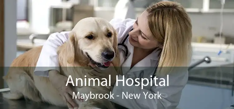 Animal Hospital Maybrook - New York