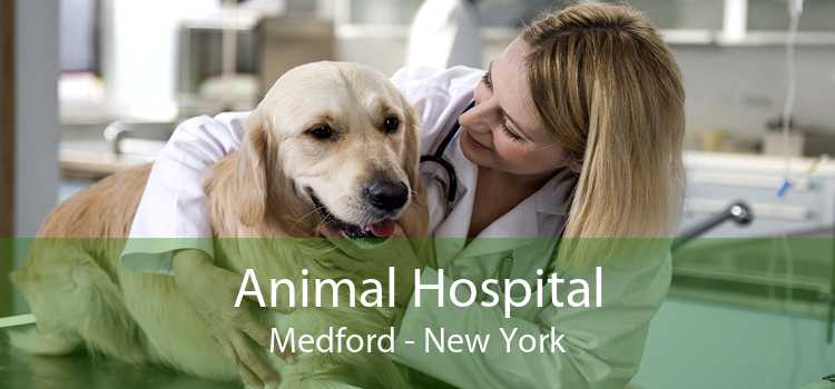 Animal Hospital Medford - New York