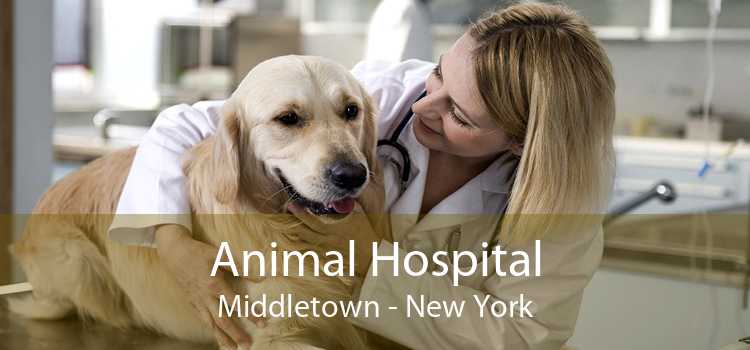 Animal Hospital Middletown - New York