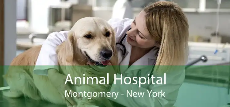 Animal Hospital Montgomery - New York