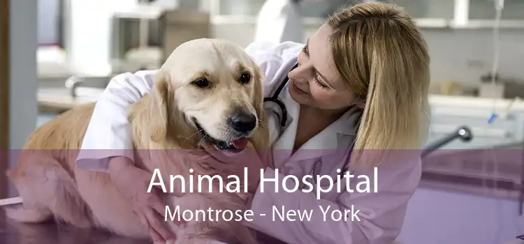 Animal Hospital Montrose - New York