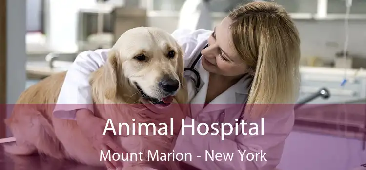 Animal Hospital Mount Marion - New York