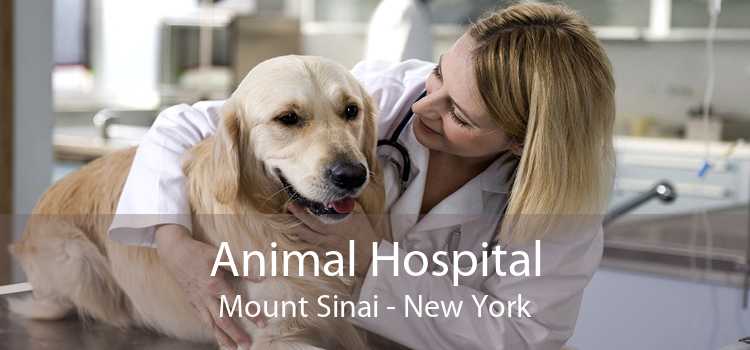 Animal Hospital Mount Sinai - New York