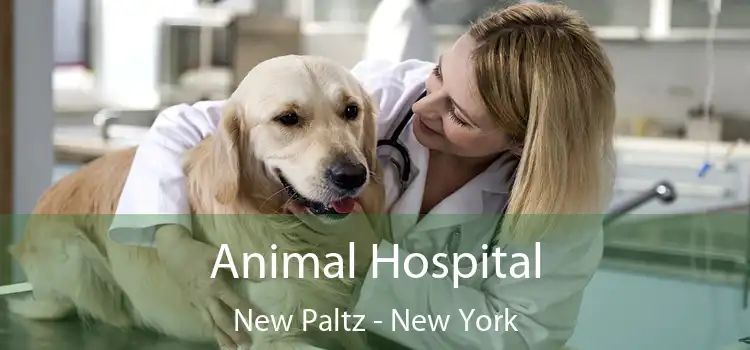 Animal Hospital New Paltz - New York