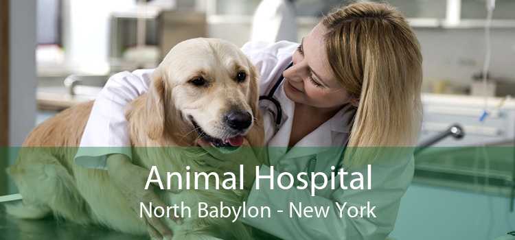 Animal Hospital North Babylon - New York