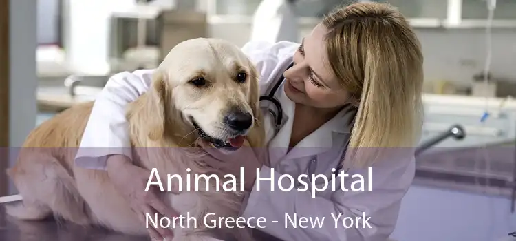 Animal Hospital North Greece - New York