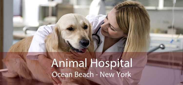 Animal Hospital Ocean Beach - New York