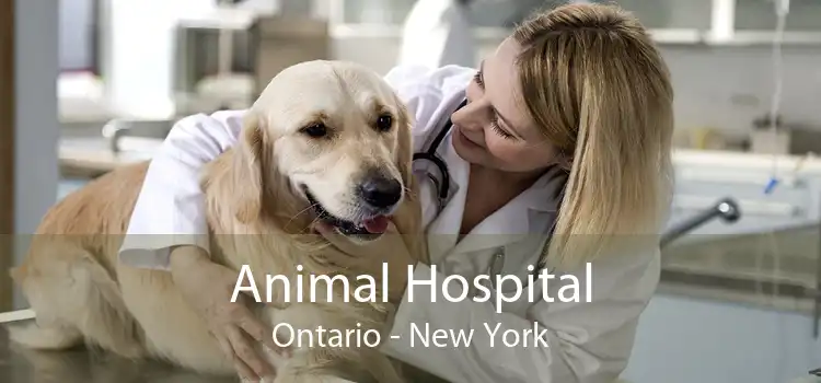 Animal Hospital Ontario - New York