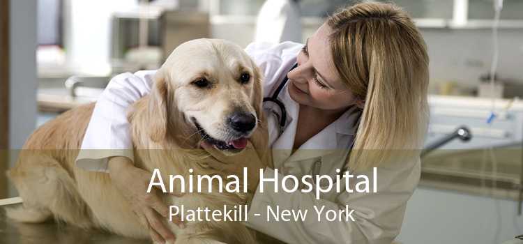 Animal Hospital Plattekill - New York