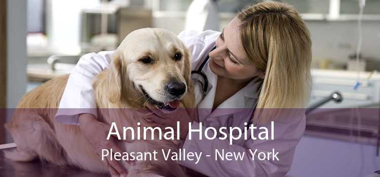 Animal Hospital Pleasant Valley - New York