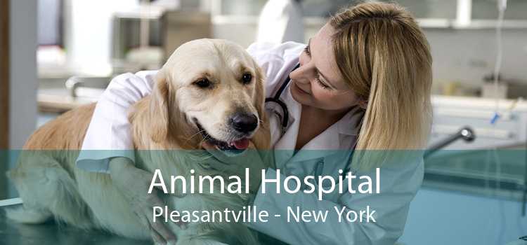 Animal Hospital Pleasantville - New York