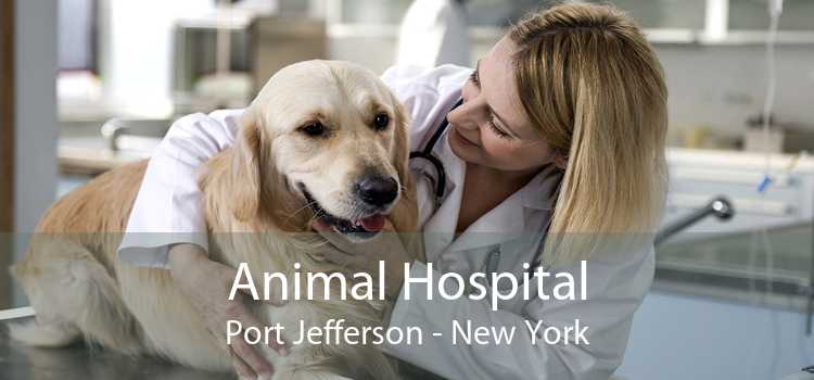 Animal Hospital Port Jefferson - New York