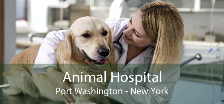 Animal Hospital Port Washington - New York