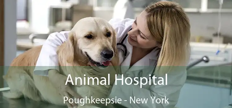 Animal Hospital Poughkeepsie - New York