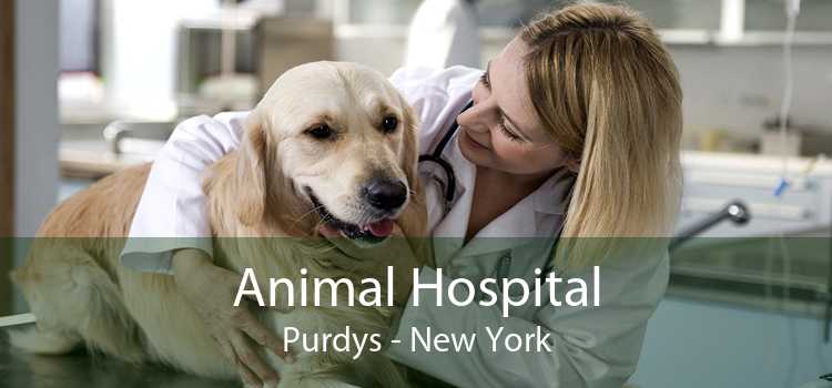 Animal Hospital Purdys - New York