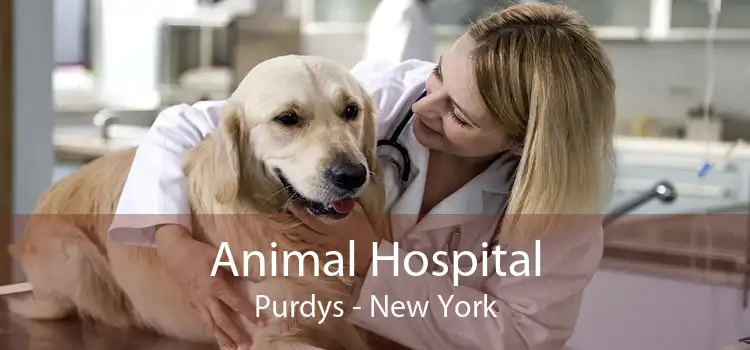 Animal Hospital Purdys - New York