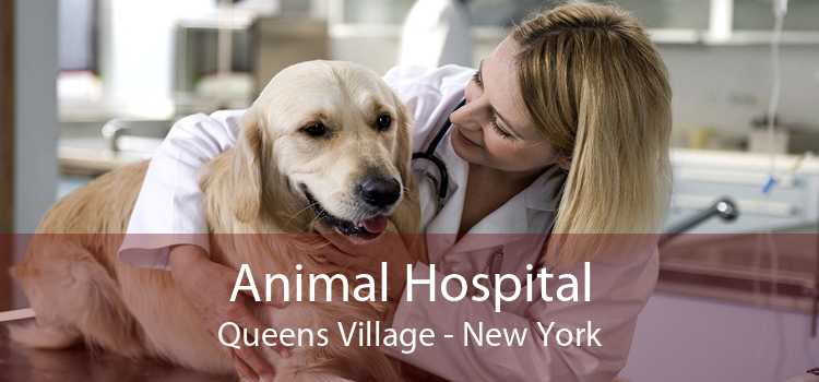 Animal Hospital Queens Village - New York