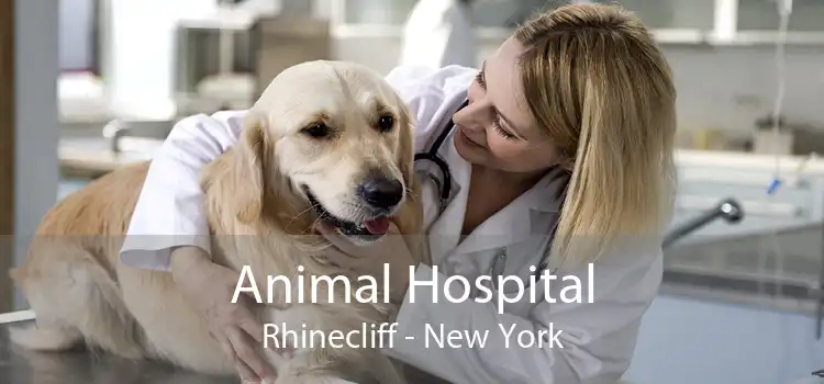 Animal Hospital Rhinecliff - New York