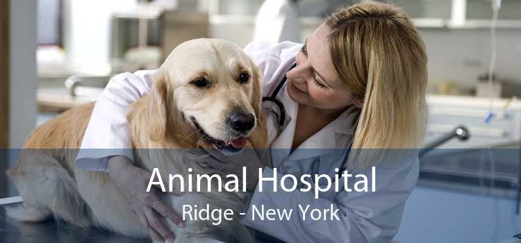 Animal Hospital Ridge - New York