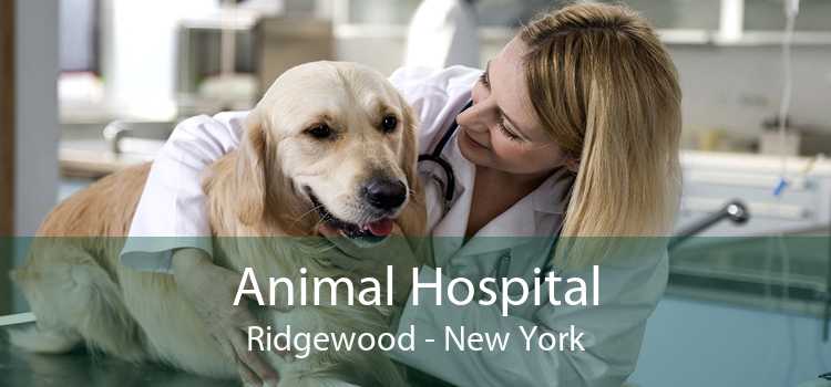 Animal Hospital Ridgewood - New York