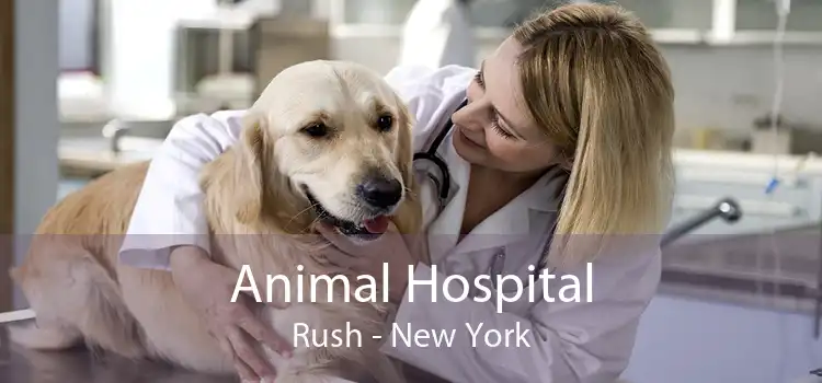 Animal Hospital Rush - New York