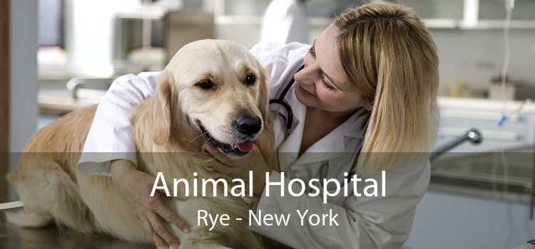 Animal Hospital Rye - New York