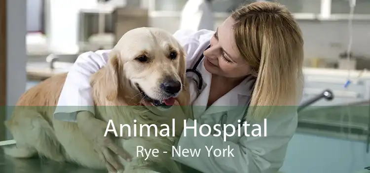Animal Hospital Rye - New York