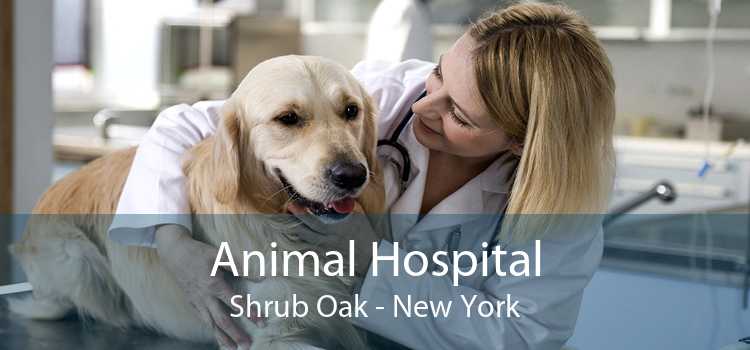 Animal Hospital Shrub Oak - New York