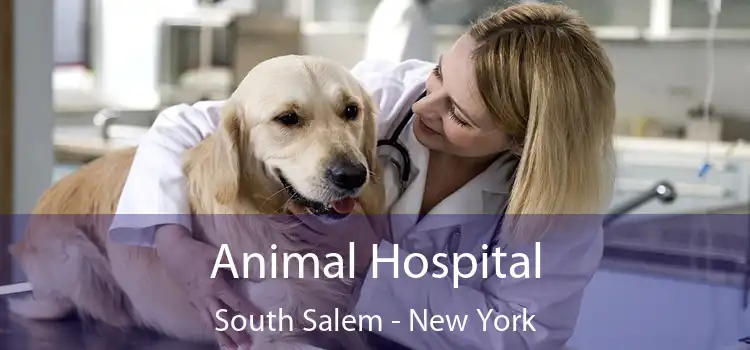 Animal Hospital South Salem - New York