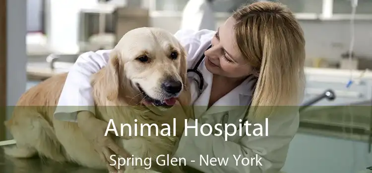 Animal Hospital Spring Glen - New York