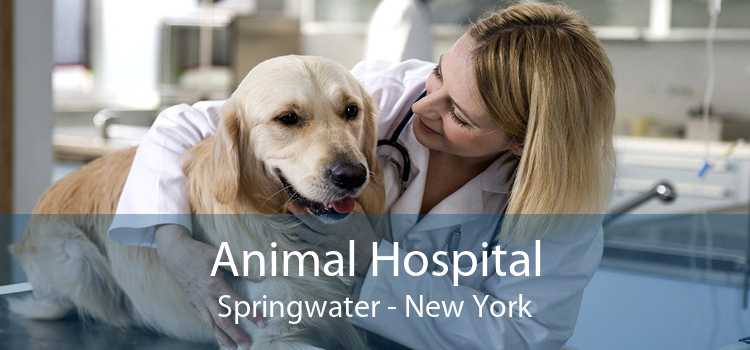 Animal Hospital Springwater - New York
