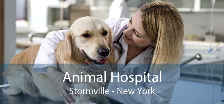 Animal Hospital Stormville - New York