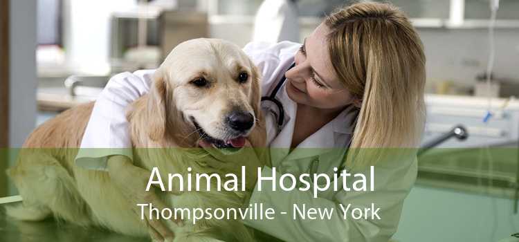 Animal Hospital Thompsonville - New York