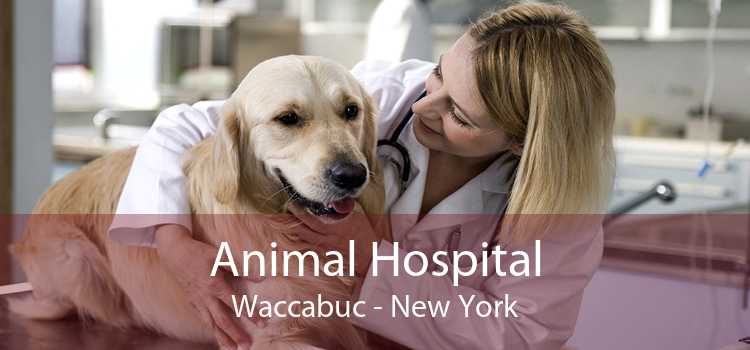 Animal Hospital Waccabuc - New York