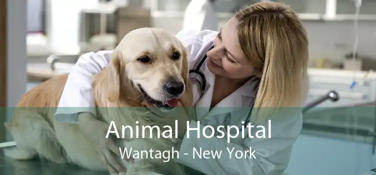 Animal Hospital Wantagh - New York