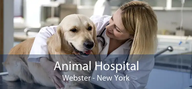 Animal Hospital Webster - New York