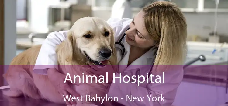 Animal Hospital West Babylon - New York