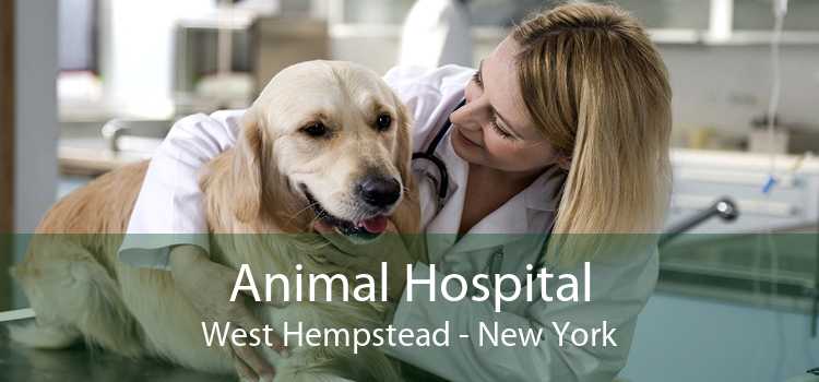 Animal Hospital West Hempstead - New York