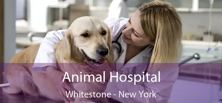 Animal Hospital Whitestone - New York