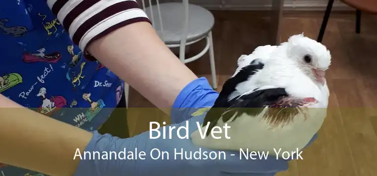 Bird Vet Annandale On Hudson - New York