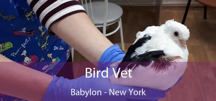 Bird Vet Babylon - New York