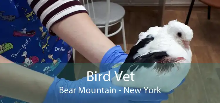 Bird Vet Bear Mountain - New York