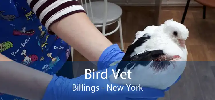 Bird Vet Billings - New York
