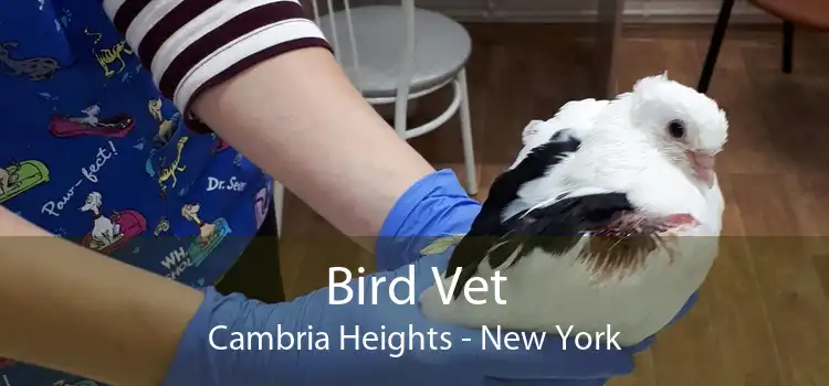 Bird Vet Cambria Heights - New York